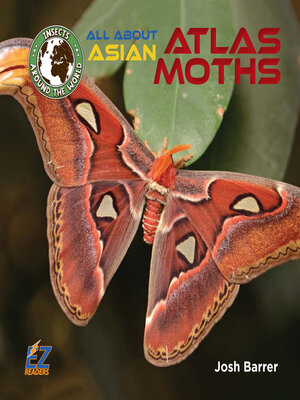 cover image of All About Asian Atlas Moths